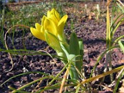 Sternbergia vernalis 0006