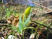 Sternbergia vernalis 0009