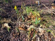 Sternbergia vernalis 0010