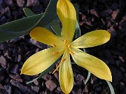 Sternbergia vernalis 011004