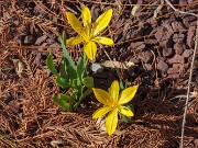 Sternbergia vernalis 20180220 0001