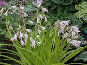 Strumaria prolifera 20251208 0001