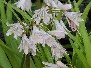 Strumaria prolifera 20251208 0005