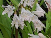 Strumaria prolifera 20251208 0006