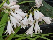 Strumaria prolifera 20251208 0009