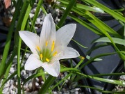 Zephyranthes atamasco VA 20240420 0001