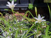 Zephyranthes atamasco VA 20240420 0002