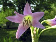 Crinum
