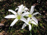 Zephyranthes