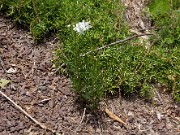 Amsonia jonesii 20100001