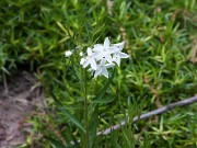 Amsonia jonesii 20100002