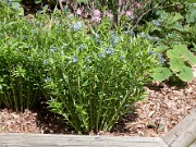 Amsonia tabernaemontana 0002