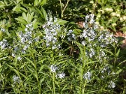 Amsonia tabernaemontana var. salicifolia 0002