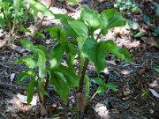 Arisaema amurense 20100003