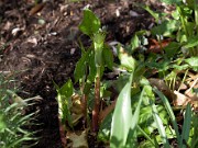 Arisaema amurense 20110002