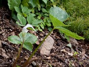 Arisaema candidissimum 0008