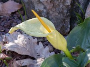 Arum creticum 20160328 0001