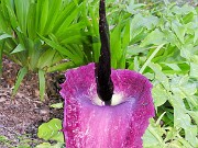 Dracunculus vulgaris 0010