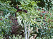 Dracunculus vulgaris 20100003