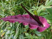 Dracunculus vulgaris 20180602 0001