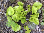 Asarum arifolium The Giant 0005