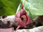 Asarum canadense 0002