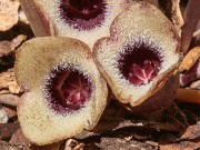 Asarum rosei 20190526 0001