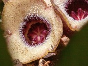 Asarum rosei 20190526 0002