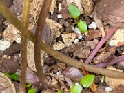 Asarum rosei Seedlings 20200409 0001