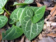 Asarum savatieri Ai Taka 0002