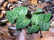 Asarum savatieri Ai Taka 0003