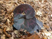 Asarum shuttleworthii 0002