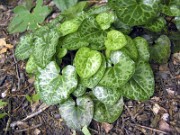Asarum sp. 0001