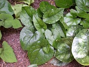 Asarum sp. 2 China 0004