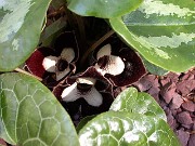 Asarum