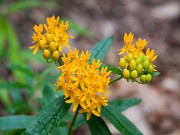 Asclepias