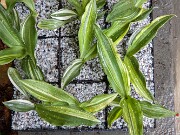 Rhodea japonica Seedlings_07_31_16 0007