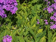 Convallaria