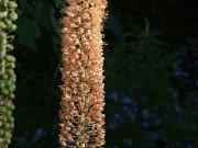 Eremurus hybrids 20100006