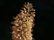 Eremurus hybrids 20100010