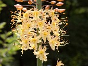 Eremurus