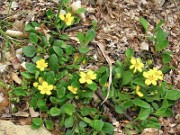 Chrysogonum virginianum 0003