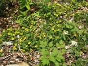 Chrysogonum virginianum 0004