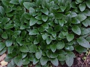 Chrysogonum virginianum 0005
