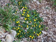 Chrysogonum virginianum 20100001