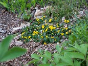 Chrysogonum virginianum 20100002