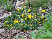Chrysogonum virginianum 20100003