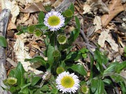 Erigeron sp. 0001