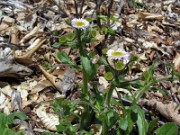 Erigeron sp. 0002