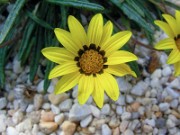 Gazania linearis 0003